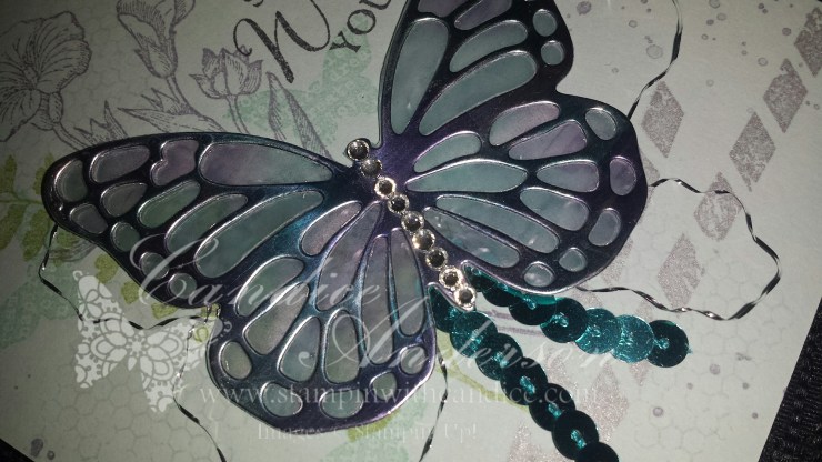 Close up of butterfly